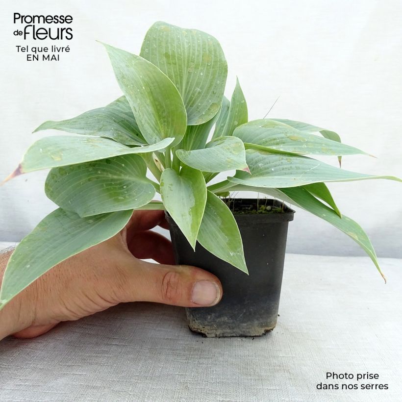 Spécimen de Hosta Canadian Blue Godet de 8/9 cm tel que livré au printemps