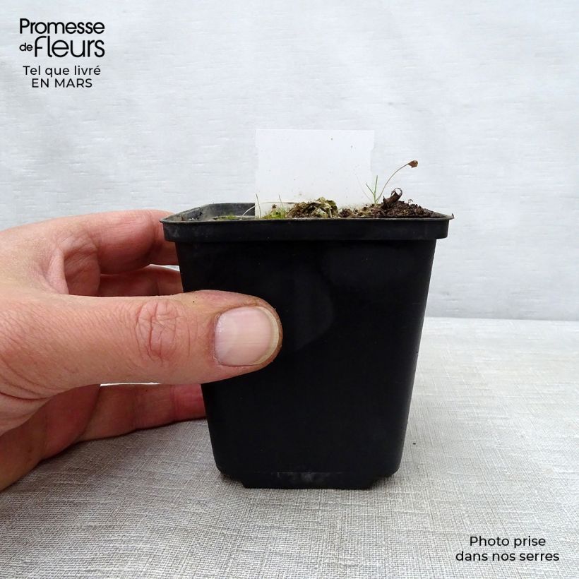 Spécimen de Hosta Carnival Godet de 8/9 cm tel que livré au printemps