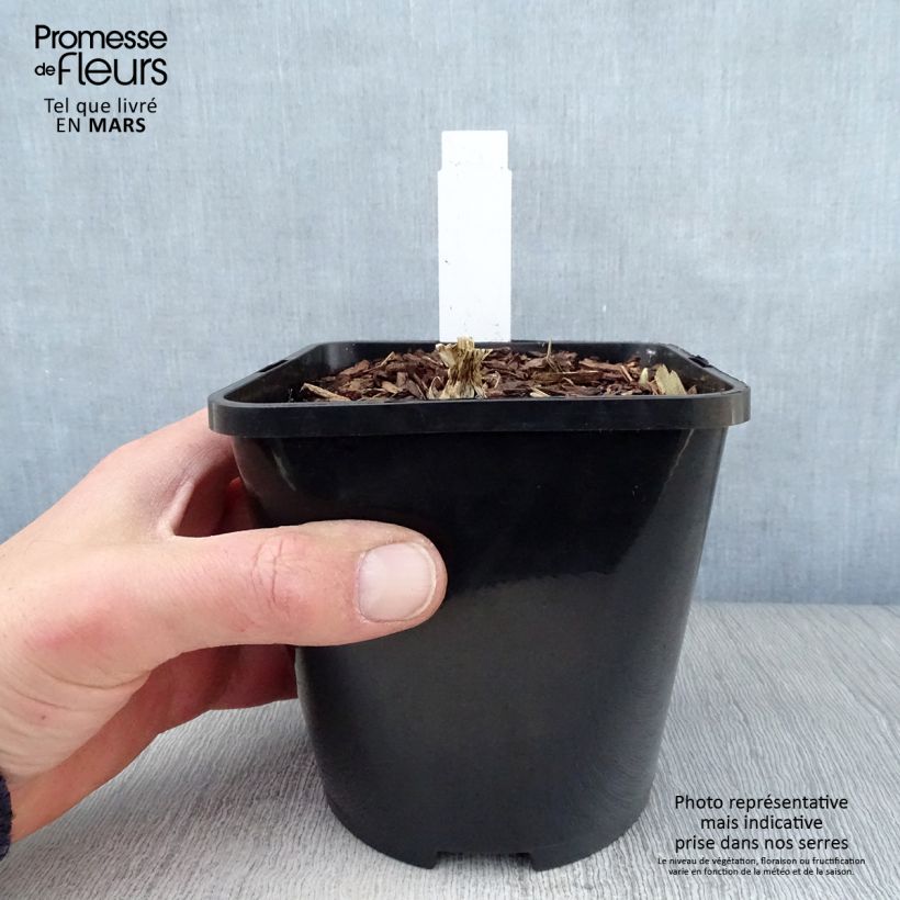 Spécimen de Hosta Cathedral Windows Pot de 1,5L/2L tel que livré au printemps