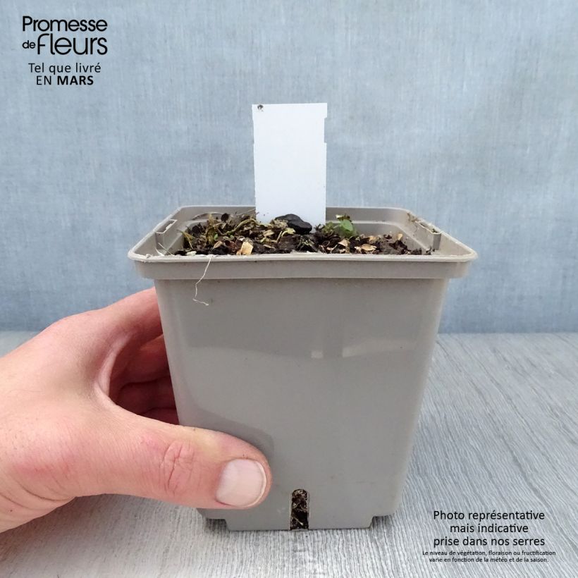 Example of Hosta Center Of Attention Pot de 1L/1,5L as you get in printemps