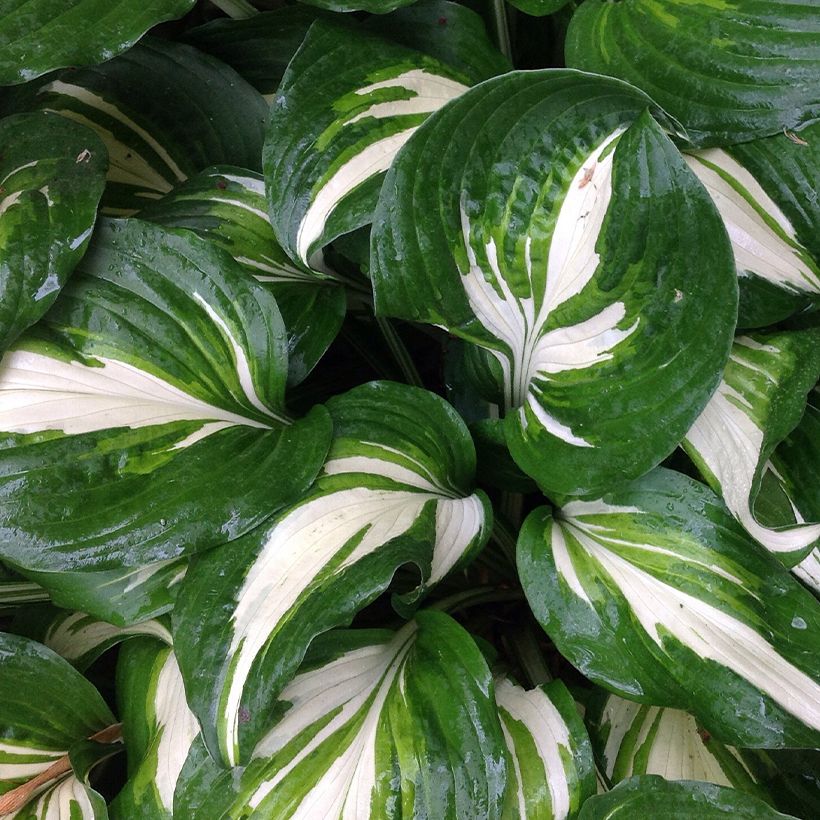 Hosta Clifford's Stingray (Feuillage)
