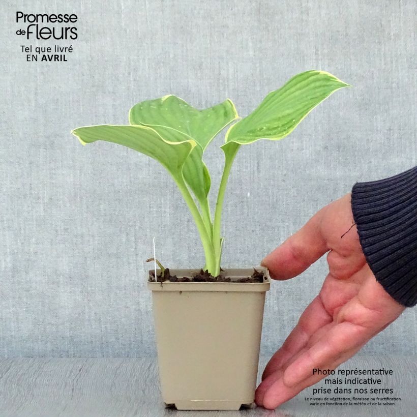 Spécimen de Hosta Clifford's Forest Fire Godet de 8/9 cm tel que livré au printemps