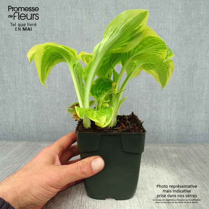 Spécimen de Hosta Delta Dawn Godet de 8/9 cm tel que livré au printemps