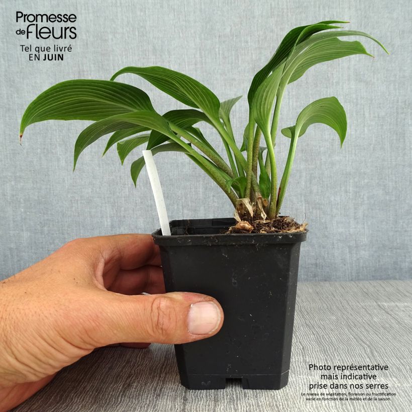 Spécimen de Hosta Devon Green Godet de 8/9 cm tel que livré en été