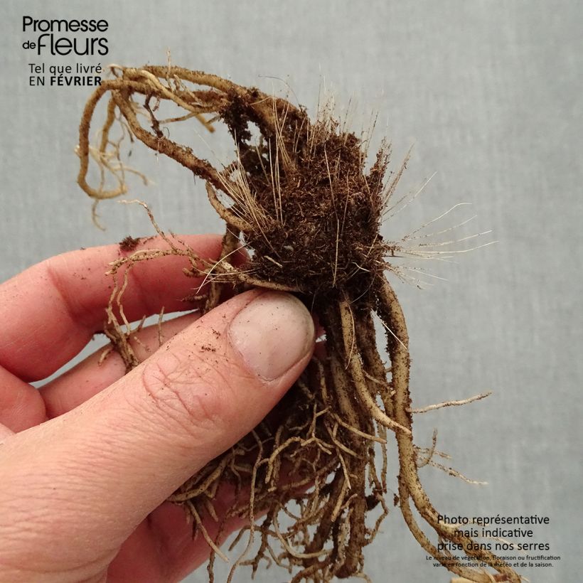 Spécimen de Hosta Devon Green Racines nues, Qualité premium tel que livré en hiver