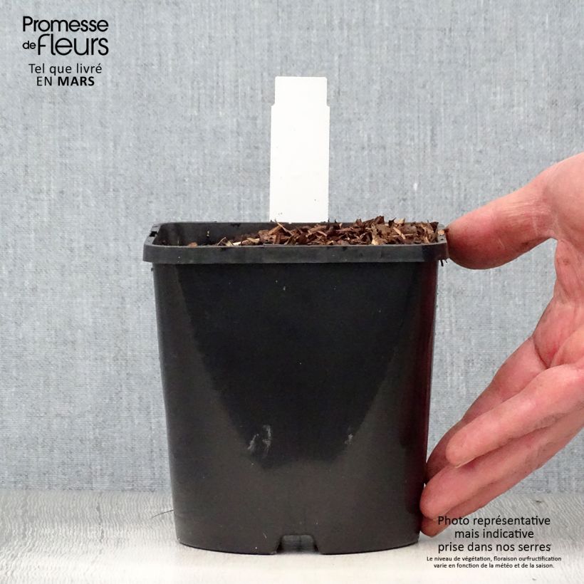 Spécimen de Hosta Diamond Lake Pot de 1,5L/2L tel que livré au printemps