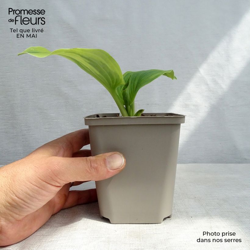 Spécimen de Hosta Earth Angel Godet de 8/9 cm tel que livré au printemps