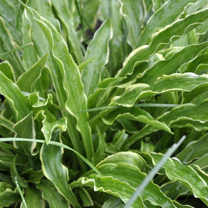 Hosta Electrocution (Foliage)