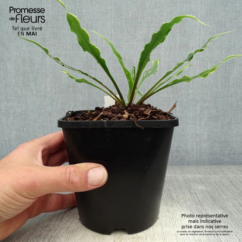 Example of Hosta Electrocution Pot de 1,5L/2L as you get in printemps