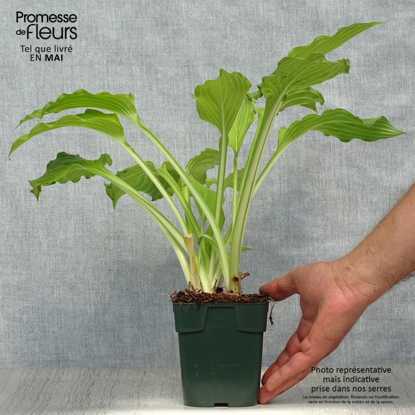 Example of Hosta Elisabeth Godet de 8/9 cm as you get in printemps
