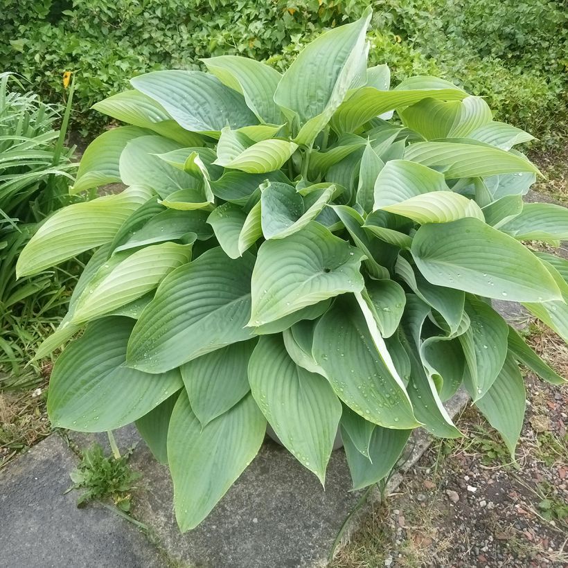 Hosta Empress Wu - Hosta géant (Port)