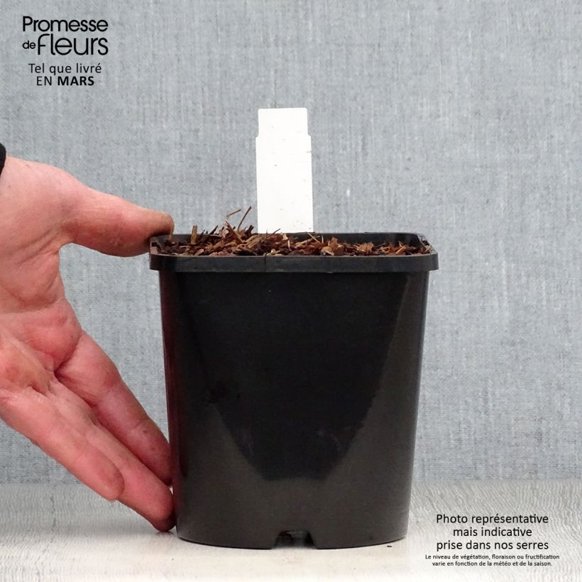 Spécimen de Hosta Empress Wu - Hosta géant Pot de 1,5L/2L tel que livré au printemps