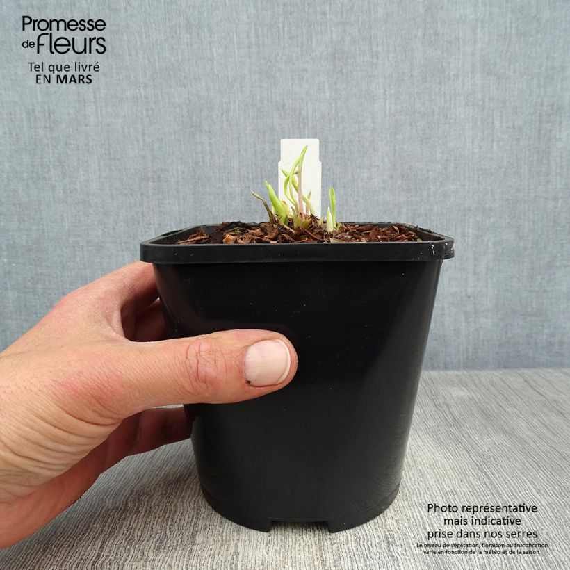 Example of Hosta Faithfull Heart Pot de 1,5L/2L as you get in printemps