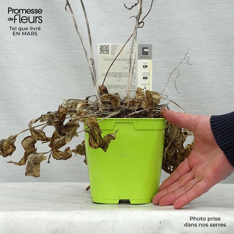 Spécimen de Hosta First Frost Pot de 2L/3L tel que livré au printemps