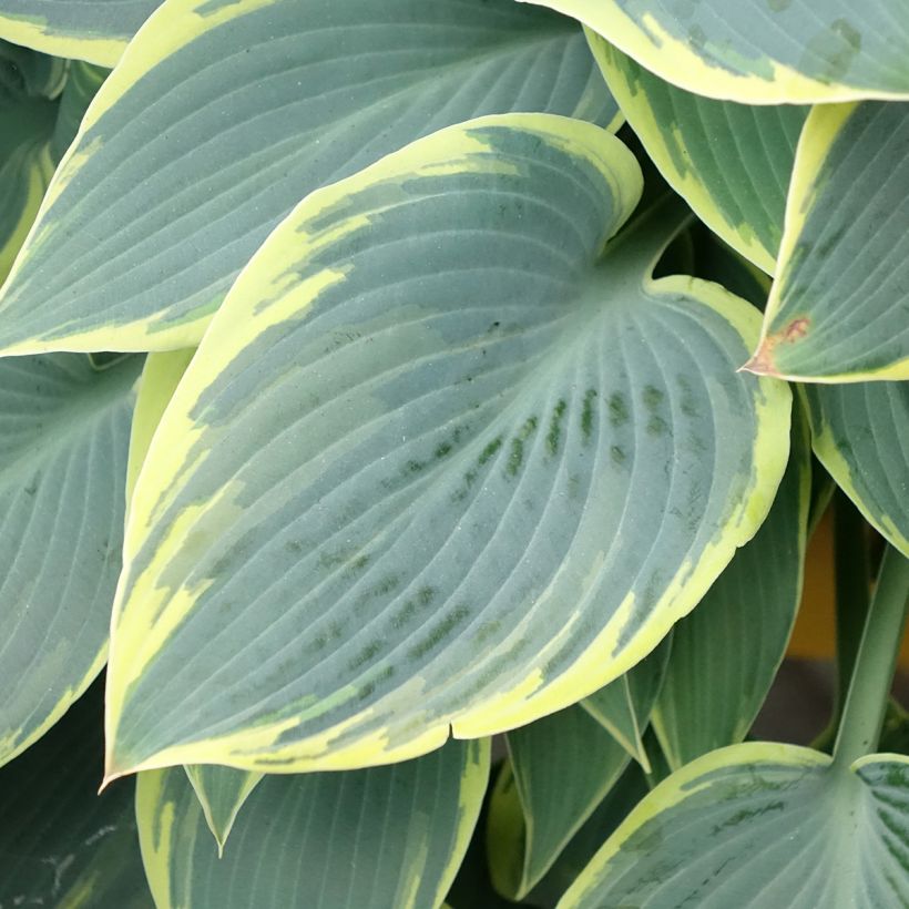 Hosta First Frost (Feuillage)