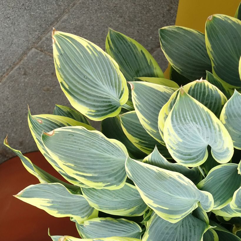 Hosta First Frost (Port)