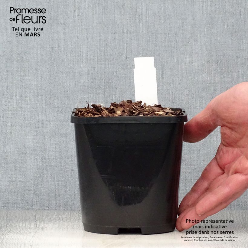Spécimen de Hosta Forbidden Fruit Pot de 1,5L/2L tel que livré au printemps