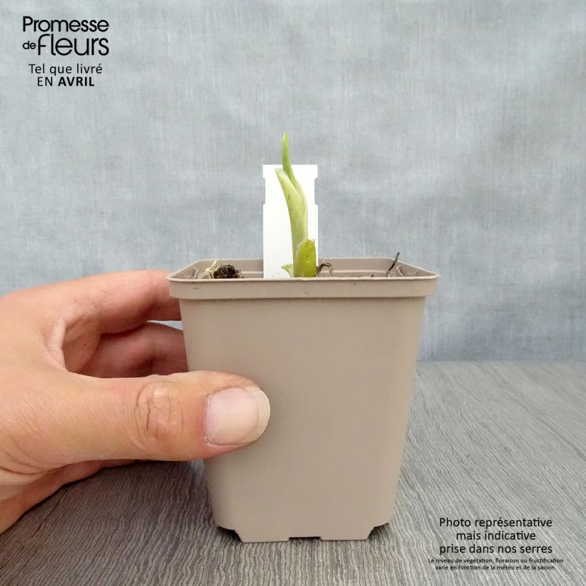 Spécimen de Hosta Fragrant Bouquet Godet de 8/9 cm tel que livré au printemps