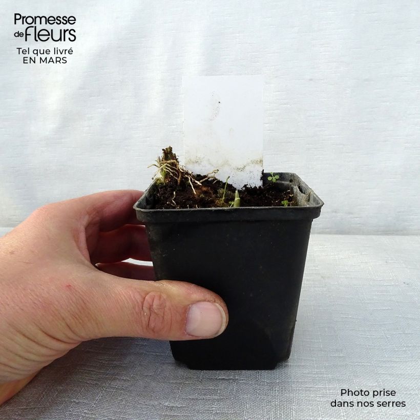 Spécimen de Hosta Fragrant Fire Godet de 8/9 cm tel que livré au printemps