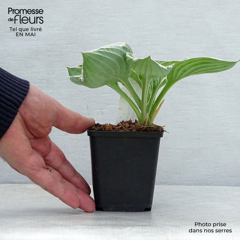 Example of Hosta fortunei Francee Godet de 8/9 cm as you get in printemps