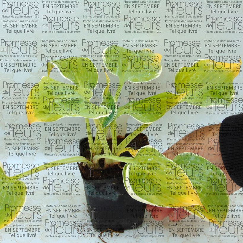 Example of Hosta Frosted Dimples Godet de 8/9 cm as you get