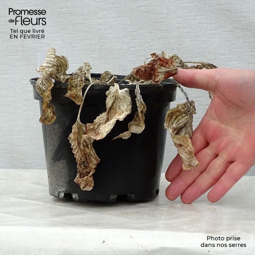 Example of Hosta Gold Regal Pot de 2L/3L as you get in hiver