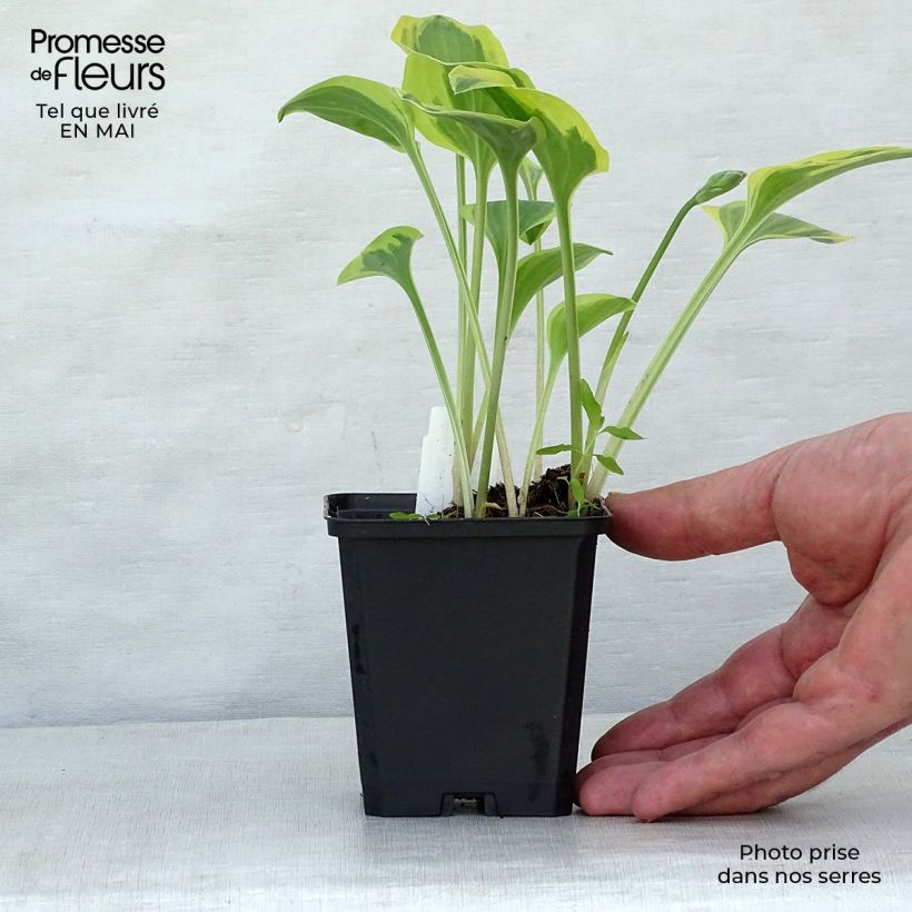 Example of Hosta Golden Tiara Godet de 8/9 cm as you get in printemps