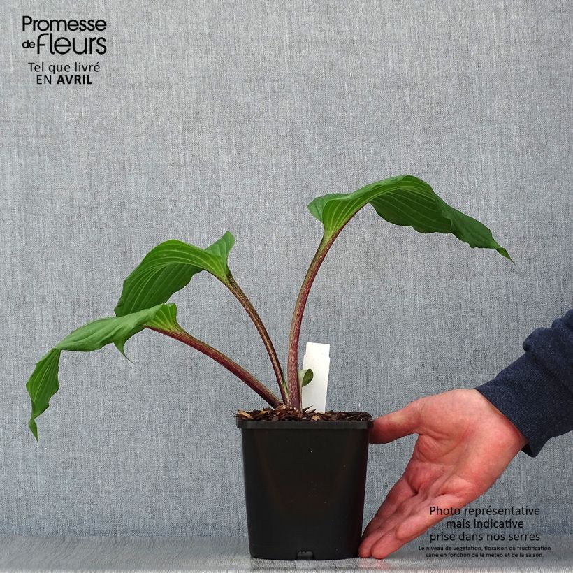 Spécimen de Hosta Gooseberry Sundae Pot de 1,5L/2L tel que livré au printemps