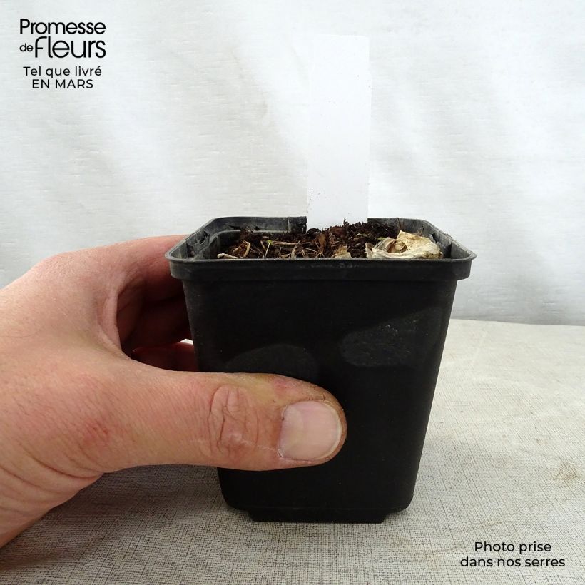 Spécimen de Hosta Grand Marquee Godet de 8/9 cm tel que livré au printemps