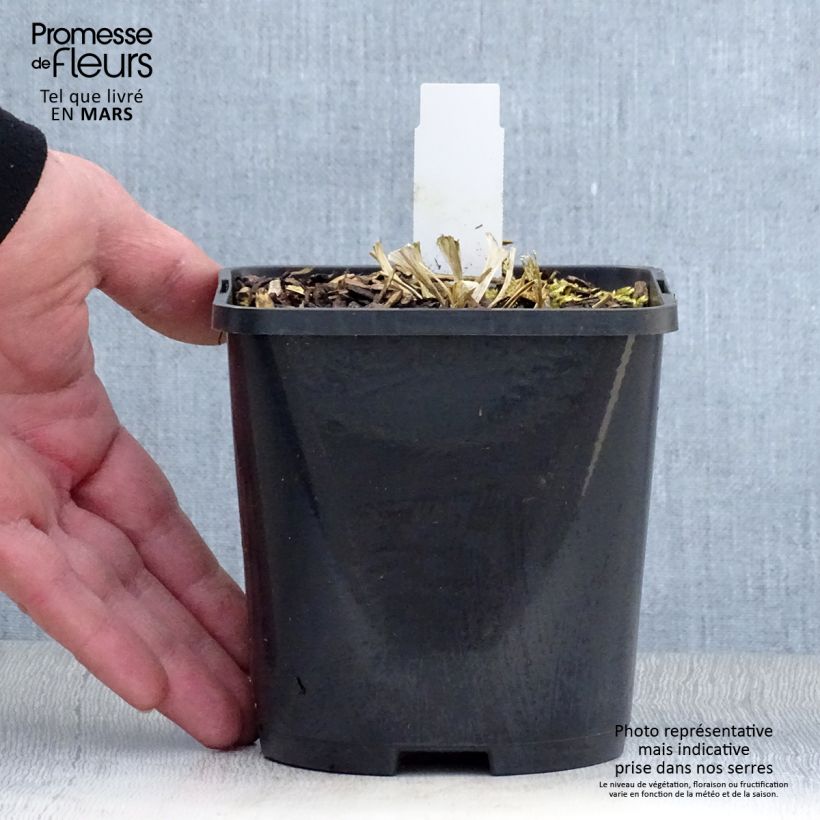 Spécimen de Hosta Great Escape Pot de 1,5L/2L tel que livré au printemps