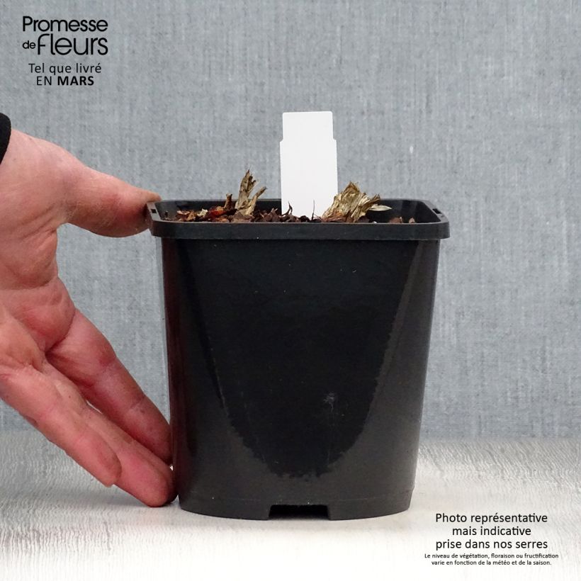 Example of Hosta Guacamole Pot de 1,5L/2L as you get in printemps