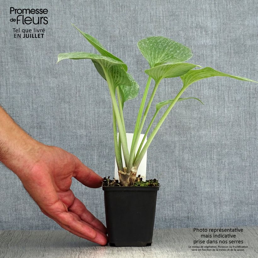 Spécimen de Hosta tardiana Halcyon - Hosta bleu Godet de 8/9 cm tel que livré en été