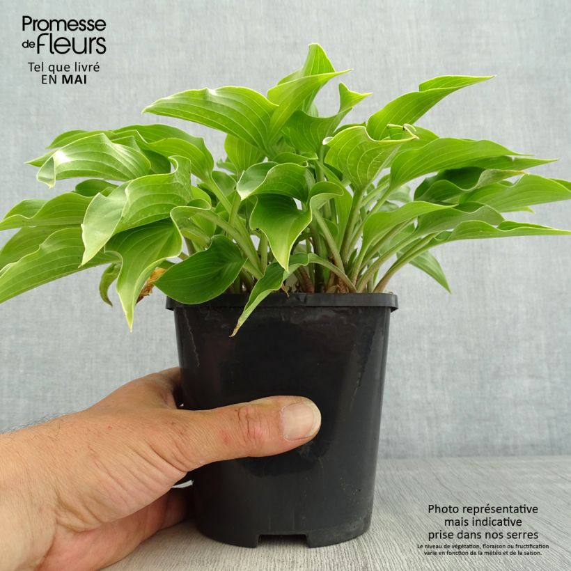 Spécimen de Hosta Harry Van Trier Pot de 1,5L/2L tel que livré au printemps