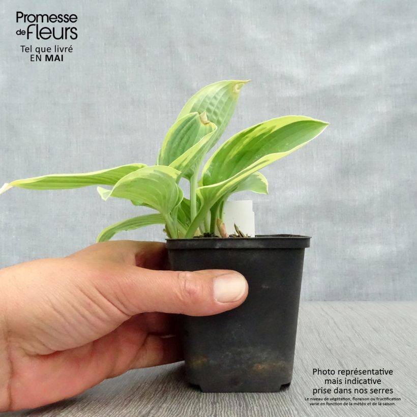 Spécimen de Hosta Honeysong Pot de 2L/3L tel que livré au printemps