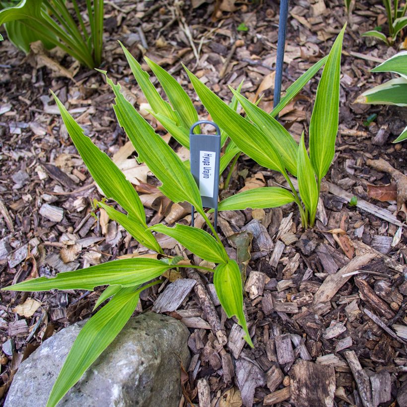 Hosta Hyuga Urajiro (Port)