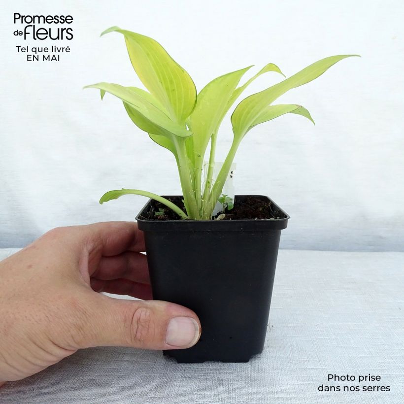 Spécimen de Hosta June Fever Godet de 8/9 cm tel que livré au printemps