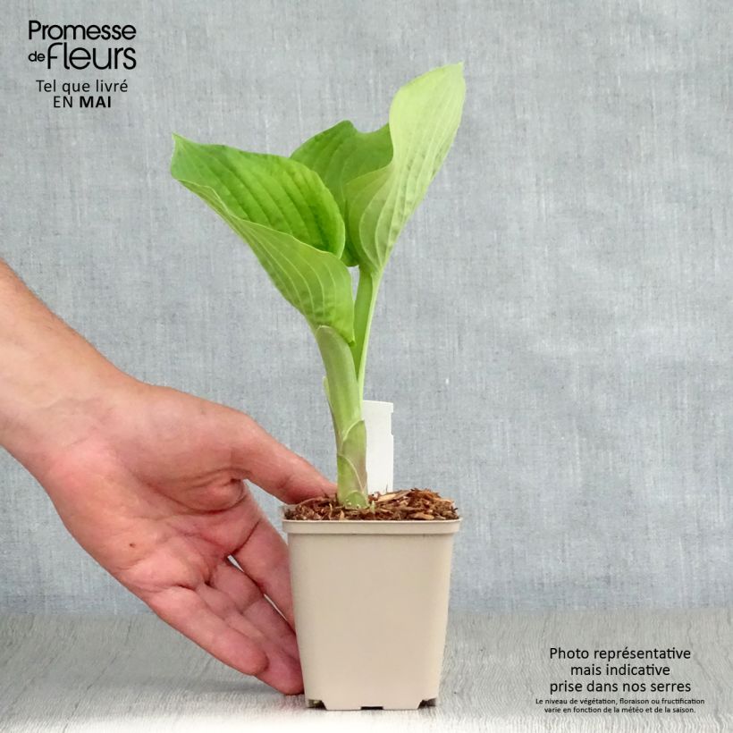 Spécimen de Hosta Jurassic Park - Hosta géant Godet de 8/9 cm tel que livré au printemps