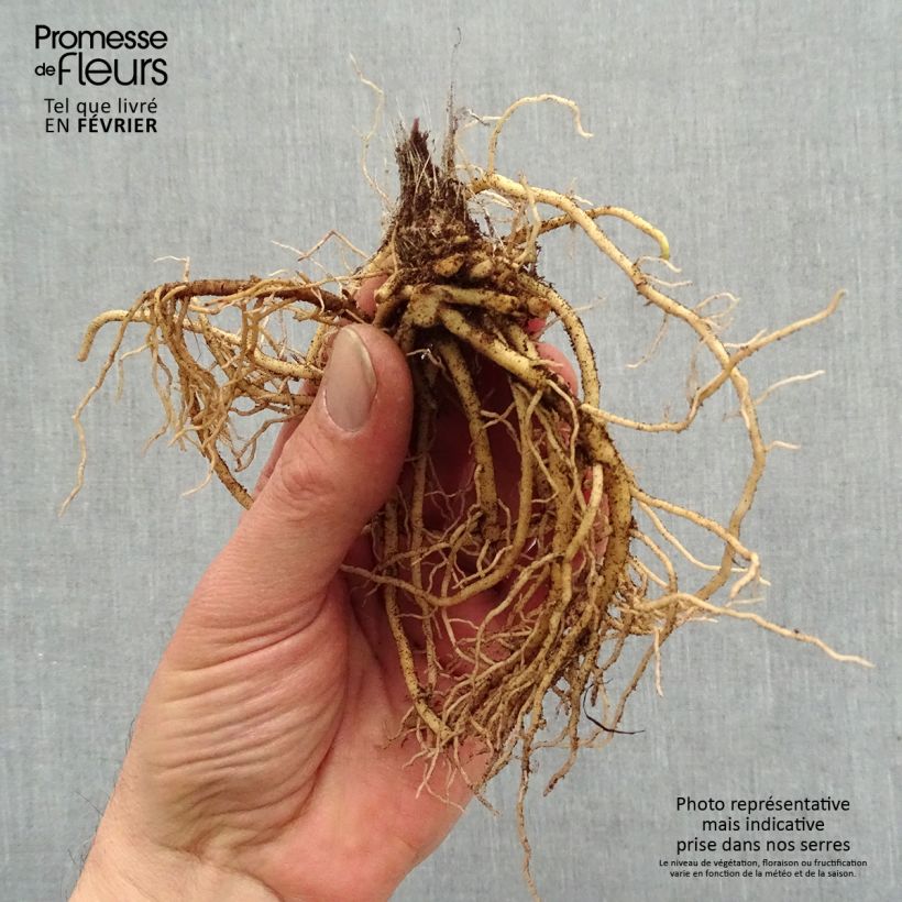 Spécimen de Hosta Jurassic Park - Hosta géant Racines nues, Qualité premium tel que livré en hiver