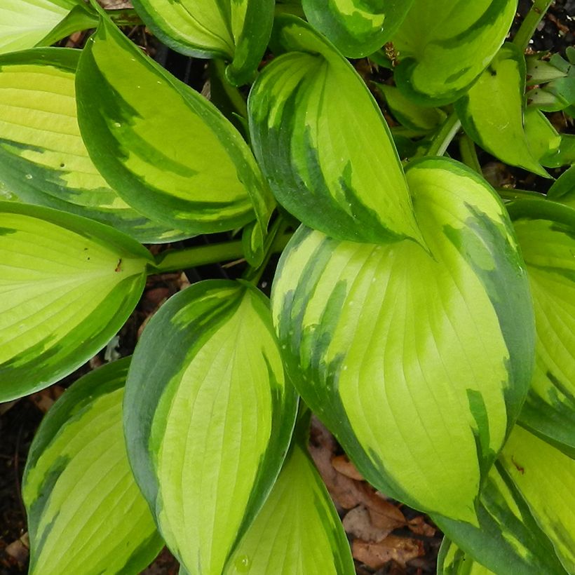 Hosta Justine (Feuillage)