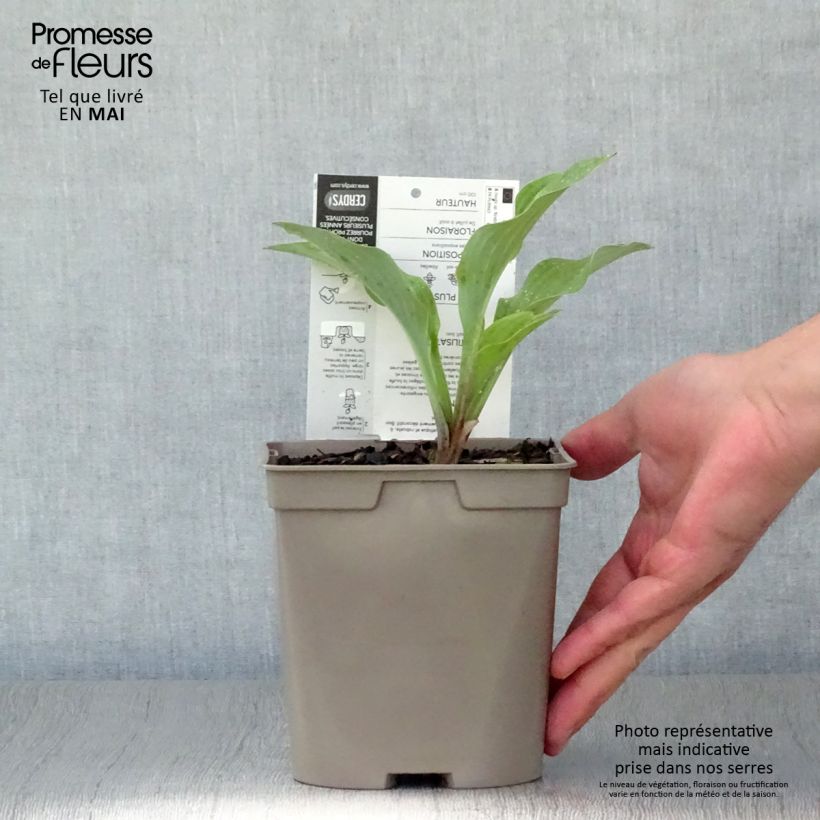 Example of Hosta Krossa Regal Pot de 2L/3L as you get in printemps