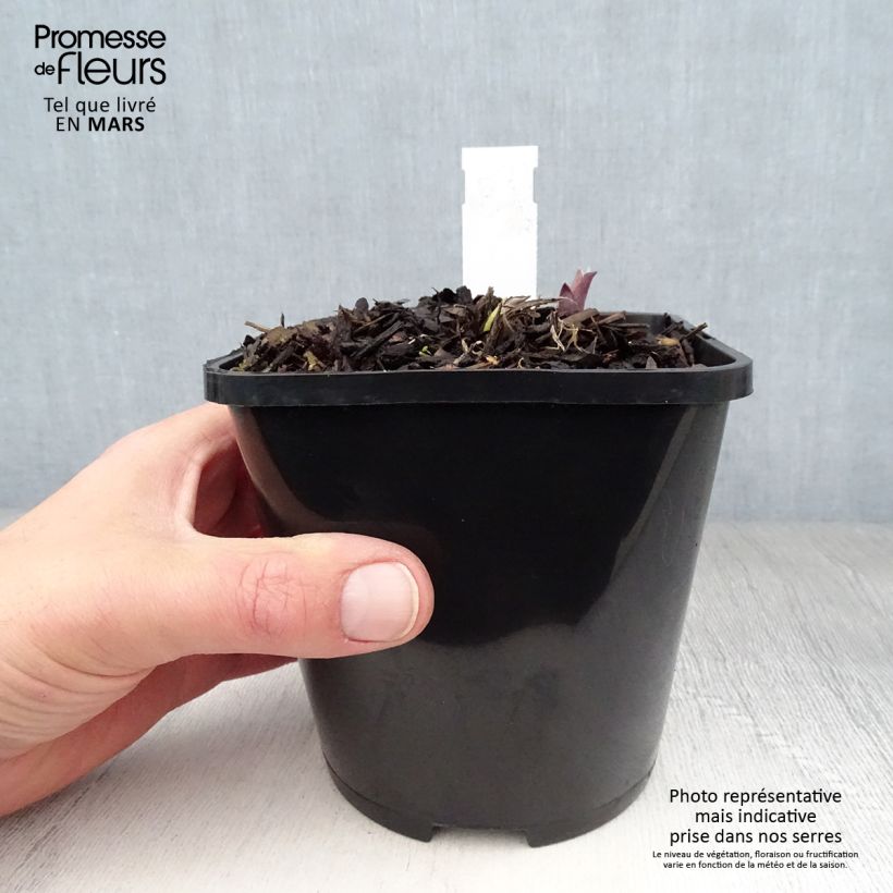 Spécimen de Hosta Lady in Red Pot de 1,5L/2L tel que livré au printemps