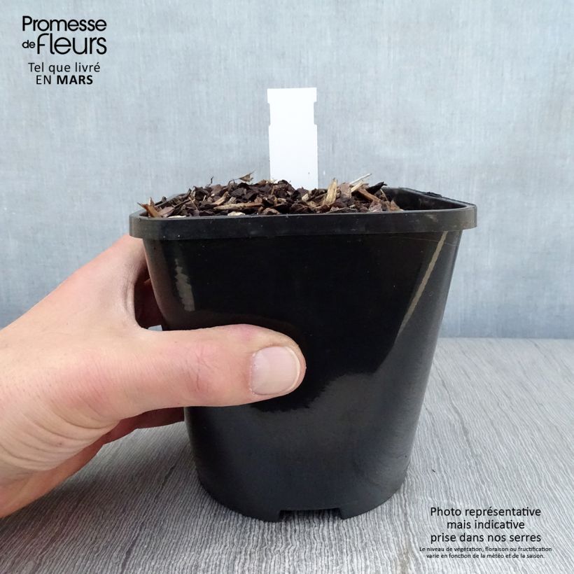 Spécimen de Hosta Lakeside Prophecy Fulfilled Pot de 1,5L/2L tel que livré au printemps