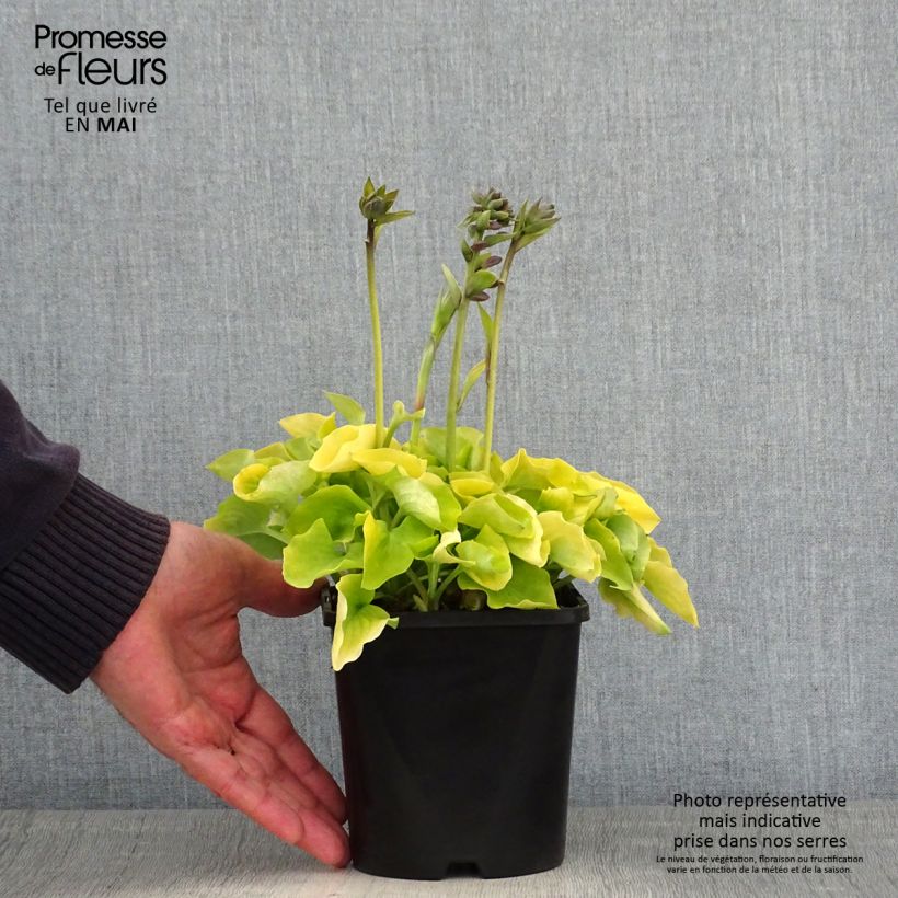 Example of Hosta Limey Lisa Pot de 1,5L/2L as you get in printemps