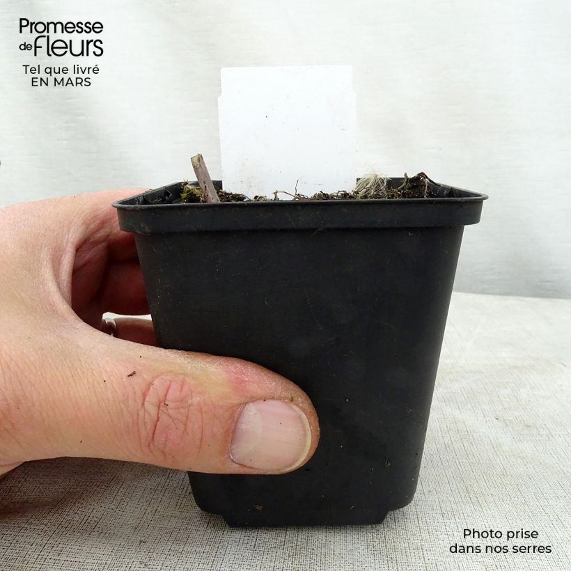 Example of Hosta Love Pat Godet de 8/9 cm as you get in printemps