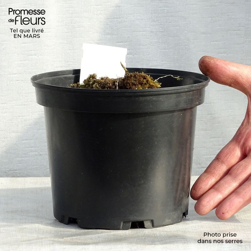 Spécimen de Hosta Mama Mia Pot de 2L/3L tel que livré au printemps