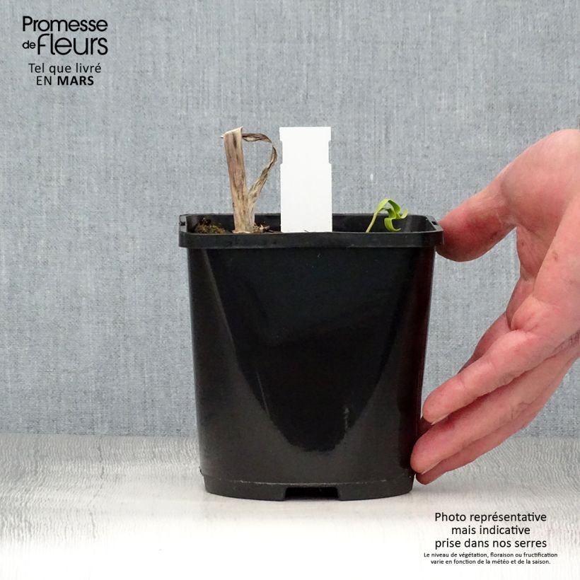 Spécimen de Hosta Midnight at the Oasis Pot de 1,5L/2L tel que livré au printemps