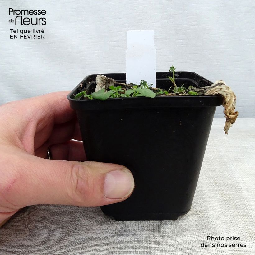 Spécimen de Hosta Morning Light Godet de 8/9 cm tel que livré en hiver