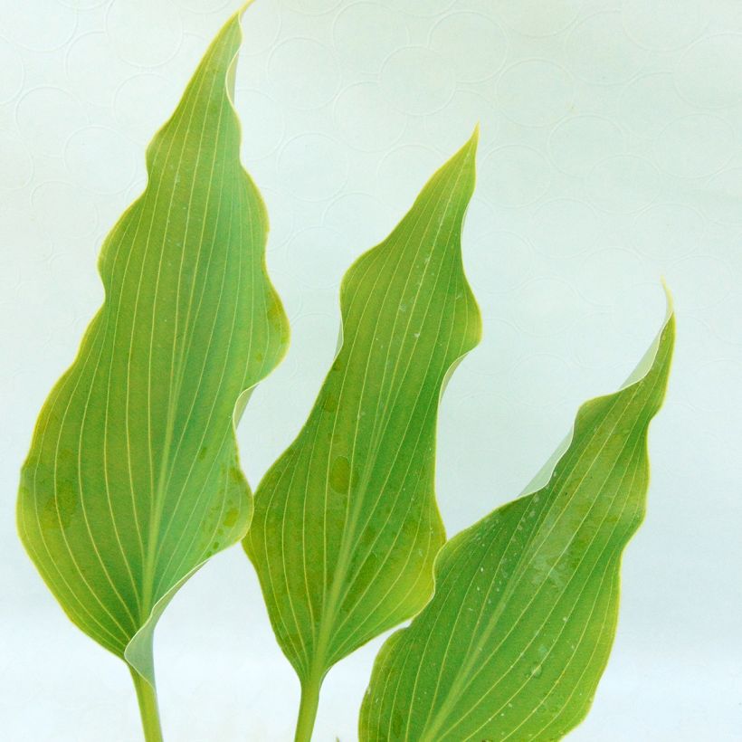 Hosta Neptune  (Foliage)