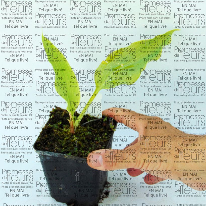 Example of Hosta Neptune  Godet de 8/9 cm as you get