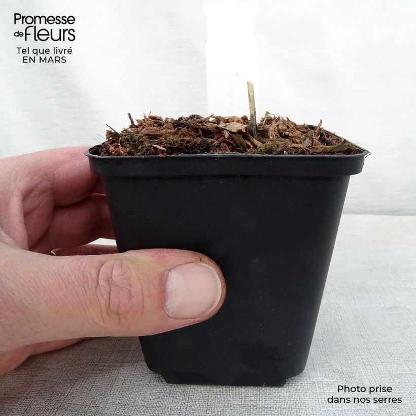 Spécimen de Hosta Night Before Christmas Godet de 8/9 cm tel que livré au printemps